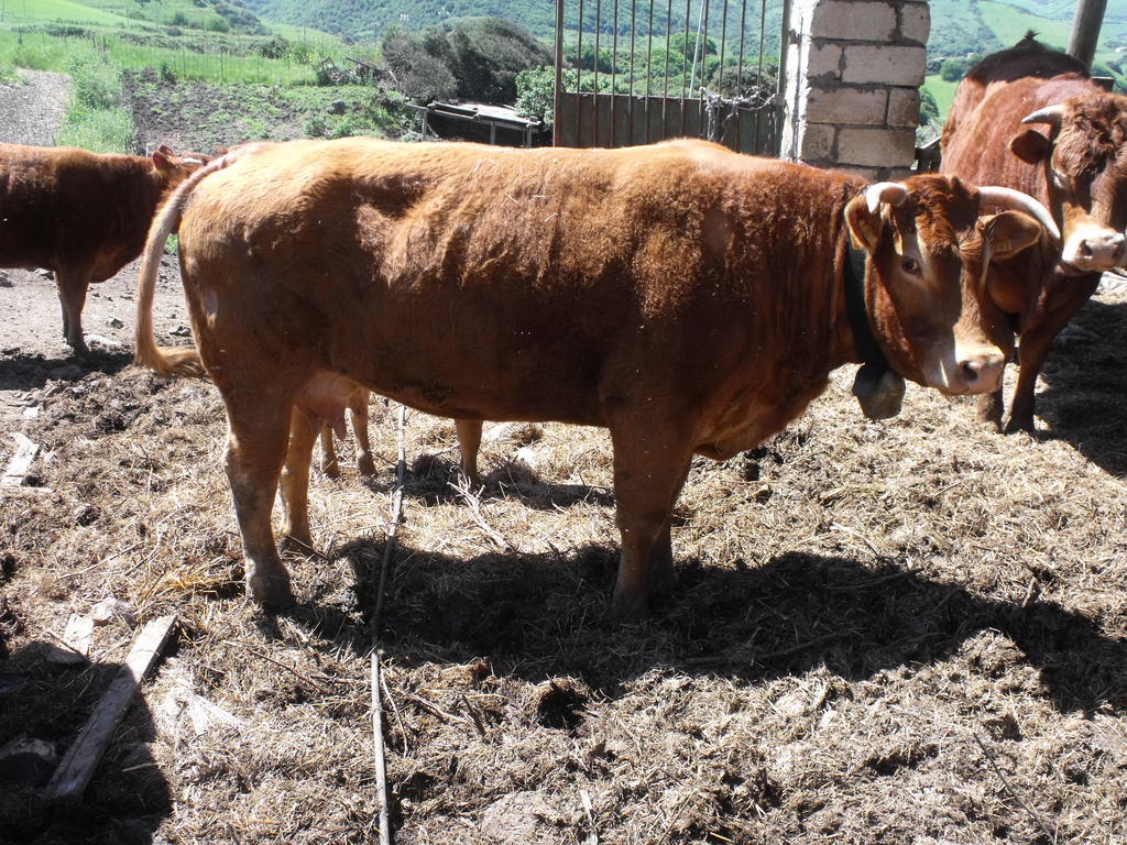 Agriturismo Sa Tanca Noa Tergu エクステリア 写真